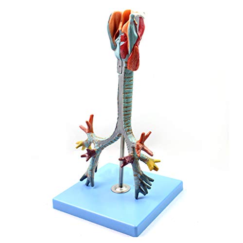 Kehlkopfmodell, Anatomisches Kehlkopfmodell, Trachealbronchialmodell, Wissenschaftliche Modelle Der Anatomie – Anatomisches Modell Menschlicher Organe Kehlkopfmodell, Anatomisches Kehlkopfmodell, Trachealbronchialmodell, Wissenschaftliche Modelle Der Anatomie – Anatomisches Modell Menschlicher Organe von Generic