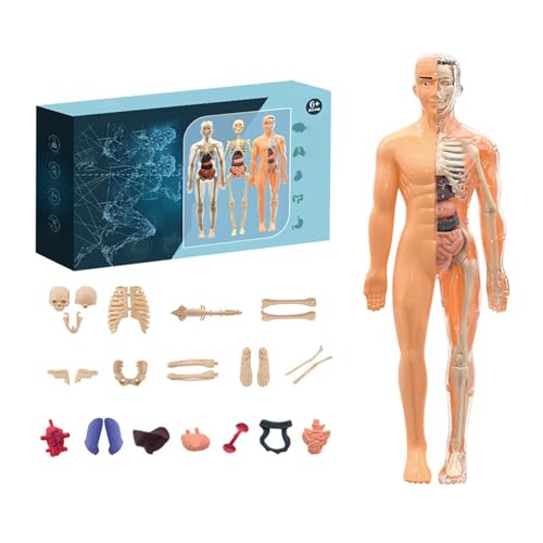 Lab Der menschliche Körper Mini-Set - Spielzeug zum Verstehen von Anatomie mit Organen & Skelett - 3D Human Body Torso Model Anatomy Model Skeleton Experimentierkasten für Kinder ab 6 Jahren (A) von Generic