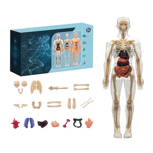 Lab Der menschliche Körper Mini-Set - Spielzeug zum Verstehen von Anatomie mit Organen & Skelett - 3D Human Body Torso Model Anatomy Model Skeleton Experimentierkasten für Kinder ab 6 Jahren (B) von Generic