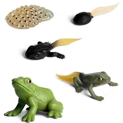 Lebenszyklusmodelle Frosch – Simulation, Tierwachstum, Zyklusmodell, Figurenspielzeug | Biologie, Wissenschaft, Bühnenreplik, Lernspielzeug für Kinder Lebenszyklusmodelle Frosch – Simulation, Tierwachstum, Zyklusmodell, Figurenspielzeug | Biologie, Wissenschaft, Bühnenreplik, Lernspielzeug für Kinder von Generic