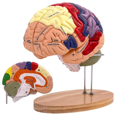 Menschliches Gehirnmodell 2 mal Lebensgröße, Gehirnanatomiemodell, enthält 4 Teile, die mit Abbildungen beschriftet sind 9 Farben, für das Lernen in den Neurowissenschaften Display Menschliches Gehirnmodell 2 mal Lebensgröße, Gehirnanatomiemodell, enthält 4 Teile, die mit Abbildungen beschriftet sind 9 Farben, für das Lernen in den Neurowissenschaften Display von Generic