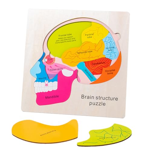 Menschliches Körperpuzzle, Anatomie -Puzzle - Anatomie für Kinder - Pädagogische interaktive detaillierte Skelettsäge für kognitive Entwicklung praktische Experimente von Generic