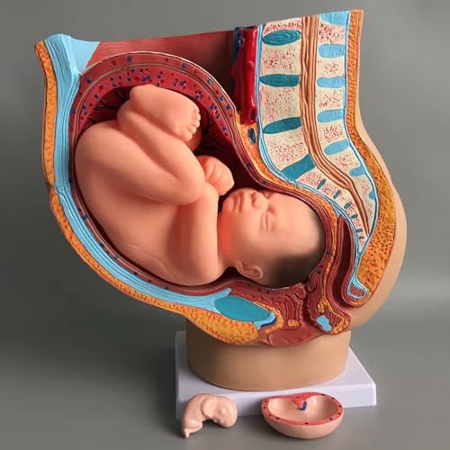 Menschliches weibliches Becken mit Schwangerschaft 9 Monate Baby Fötus Modell Lebensgröße mit abnehmbaren Organen, 4-teilig, medizinische Beckenanatomie von Generic