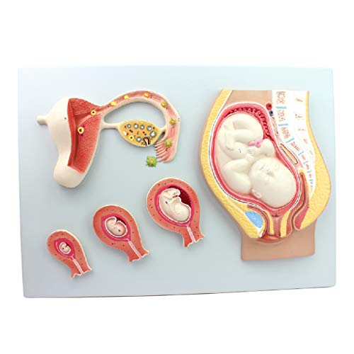 Modell des Embryonalen Entwicklungsprozesses Einer Menschlichen Schwangerschaft - Medizinisch-Modell des Embryos Einer Befruchteten Eizelle Und des Gebärmutt Modell des Embryonalen Entwicklungsprozesses Einer Menschlichen Schwangerschaft - Medizinisch-Modell des Embryos Einer Befruchteten Eizelle Und des Gebärmutt von Generic