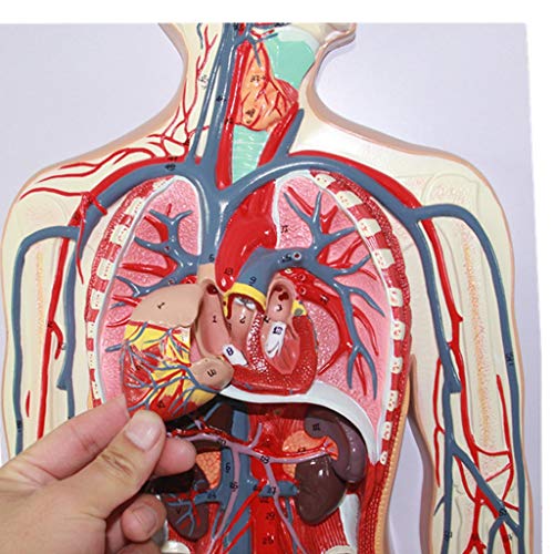 Modell des Menschlichen Blutkreislaufsystems – Blut- Und Venenstrukturen, Wissenschaftliche Modelle Der Anatomie – Für Das Modell, Medizinisches Lehrmittel von Generic