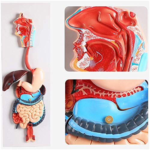 Modell des Menschlichen Verdauungssystems - Anatomisches Modell Menschlicher Organe - Modell des Verdauungssystems - Anatomisches Modell des Magens Modell des Menschlichen Verdauungssystems - Anatomisches Modell Menschlicher Organe - Modell des Verdauungssystems - Anatomisches Modell des Magens von Generic