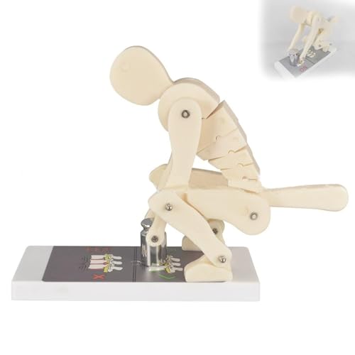 Pro korrektes Hebemodell mit Basis, menschlicher Körperhaltungstrainer, interaktiver Lendenwirbelsäulen -Trainer, Demonstrationsmodell für die Anatomie der biomechanischen Gewichts- und von Generic