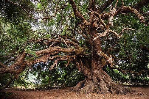 Puzzle 1000 Teile Olivenbaum Alter Baum Im Wald 75 * 50Cm von Generic