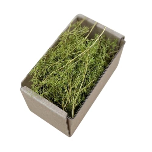 Realistische Miniatur Graslandschaft mit Buschigem, Modell Feengarten Geländebau für Eisenbahnen, Züge, Dioramen, Feengarten, Frühlingsgrün Realistische Miniatur Graslandschaft mit Buschigem, Modell Feengarten Geländebau für Eisenbahnen, Züge, Dioramen, Feengarten, Frühlingsgrün von Generic