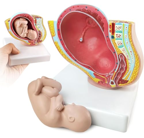 Schwangere menschliche weibliche Becken mit Schwangerschaft 9 Monate Baby Fötus Modus 1/2 Lebensgröße mit abnehmbaren Organen, 2-teilig, für Science Classroom Study Display Schwangere menschliche weibliche Becken mit Schwangerschaft 9 Monate Baby Fötus Modus 1/2 Lebensgröße mit abnehmbaren Organen, 2-teilig, für Science Classroom Study Display von Generic
