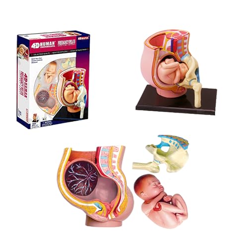 Schwangerschaft Becken Modell - Menschliche Schwangerschaft Schwangerschaft Körper-Schwangerschaft 9 Monate Baby Fötus & abnehmbare 27 Stück Organe für die Bildung Display von Generic