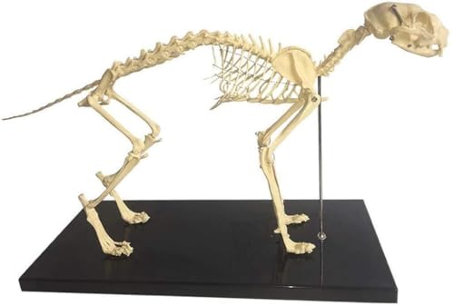 Simulation Tierkatze Skelettmodell pet Orthopädie Veterinär Katzenskelett anatomische Modell Pet Cat Bone Tiere Skelett Skelett Anatomie Unterricht Demonstrationstool Lehre von Generic