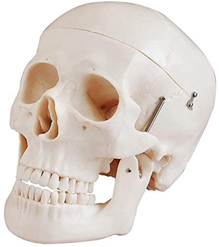 Skelett, Körpermodell, Skelettmodell, Bildungsmodell, menschliches Schädelmodell für Erwachsene, abnehmbare Schädelkappe für Anatomie, Demonstratio, Wissenschaft, Experiment, Lehrmodell für von Generic