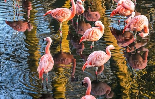 Spiele Und Puzzles,1000 Teile Holz, Viele Rosa Flamingos Im Teich Puzzle Home Dekoration 75X50Cm von Generic