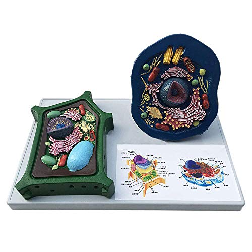 Tier- Und Pflanzenzellenmodell - Medizinisch-Anatomisches Lehrmodell - Biologisches Versuchsmodell, Zum Lehren Eines Medizinischen Modells Tier- Und Pflanzenzellenmodell - Medizinisch-Anatomisches Lehrmodell - Biologisches Versuchsmodell, Zum Lehren Eines Medizinischen Modells von Generic