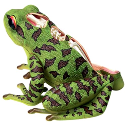 Tierisches Anatomisches Modell Vision Frosch 4D Puzzle Zusammenbau Spielzeug Tier Biologie Organ Medizinisch Unterrichtsmodell von Generic