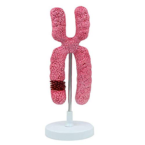 X-Chromosom-Modell - Meiose-Organellen-Zellmodell, Biologie-Lehrmodell, Chromosomen-Modell - Chromosomen-Lehrmodell - Für Das Anzeigewerkzeug Für Den Medizinische von Generic