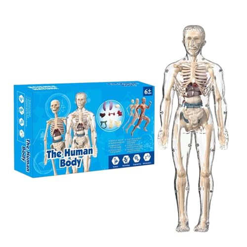 Genérico Anatomiespielzeug für Kinder, menschliches Anatomiemodell für Kinder - Interaktive pädagogische Figur Skelett Spielzeug für Studium im Klassenzimmer Homeschool und Lernen Erwachsene von Genérico