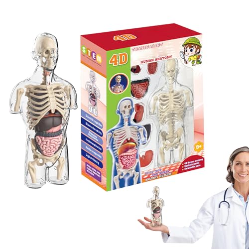 Menschlicher Körper für Kinder: transparentes -Spielzeug, Lernspielzeug für pädagogische Physiologie, spezielles Design, fördert das Verständnis, pädagogisch und intellektuell, Verbesserung des Menschlicher Körper für Kinder: transparentes -Spielzeug, Lernspielzeug für pädagogische Physiologie, spezielles Design, fördert das Verständnis, pädagogisch und intellektuell, Verbesserung des von Genérico