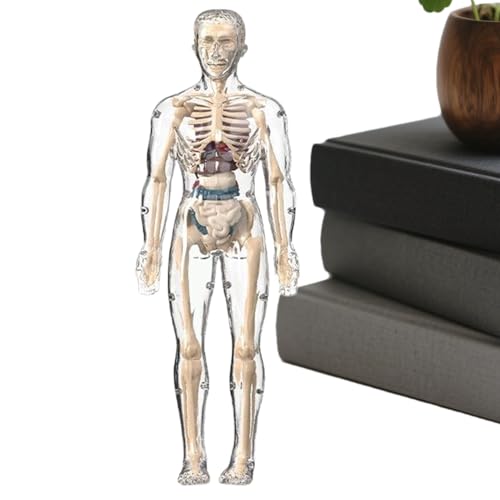 Modell des menschlichen Körpers | Wissenschaftliches Modell des menschlichen Körpers für Kinder | Realistische, interaktive Skelett-Figur für Kinder und Erwachsene Modell des menschlichen Körpers | Wissenschaftliches Modell des menschlichen Körpers für Kinder | Realistische, interaktive Skelett-Figur für Kinder und Erwachsene von Genérico