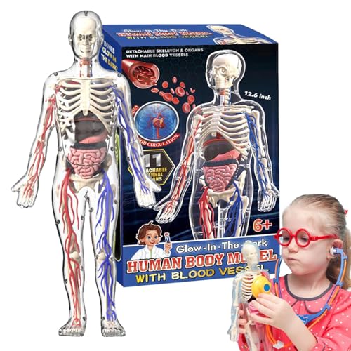 Skelett-Modell des menschlichen Körpers, Modell des menschlichen Körpers 4D für frühes Lernen, anatomisches Lernen, Skelett-Modell, leuchtende Figur, Wohnzimmer, Schlafzimmer-Studio, Ornament Skelett-Modell des menschlichen Körpers, Modell des menschlichen Körpers 4D für frühes Lernen, anatomisches Lernen, Skelett-Modell, leuchtende Figur, Wohnzimmer, Schlafzimmer-Studio, Ornament von Genérico