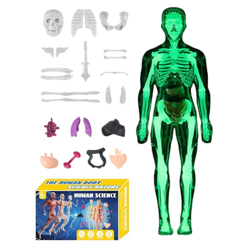 3D-Modell der menschlichen Anatomie für – Modell des menschlichen Skeletts, Lernspielzeug für Lehrer, Schüler, , Mädchen, Klasse Haus, Kunst und Wissenschaft von Générique