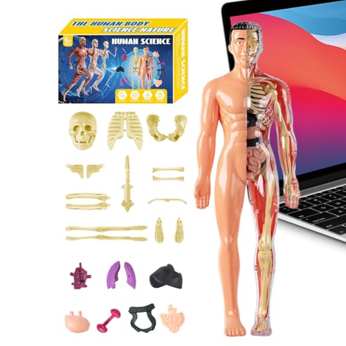 Anatomisches Modell für den menschlichen Körper, 3D für Kinder – Modell des menschlichen Skeletts, Lernspielzeug – Lernset für Lehrer, Schüler, , Mädchen, Klasse Haus, Kunst und Wissenschaft von Générique
