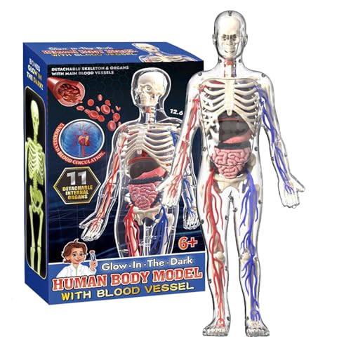 Human Body Model, 4D Anatomy Learning Toy, Luminous Educational Figur, Interactive Desk Ornament, Science Exploration Tool, for Home, School, Bedroom and Study Room von Générique