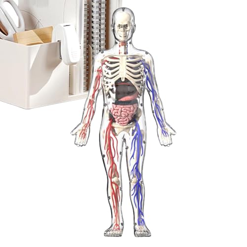 Human Body Model, 4D Transparent Skeleton Human Body, 5,91 x 2,36 Zoll Leuchtende Figur, Bedroom Display, Bildung Desk Ornament Ideal für Tochter und Sound Human Body Model, 4D Transparent Skeleton Human Body, 5,91 x 2,36 Zoll Leuchtende Figur, Bedroom Display, Bildung Desk Ornament Ideal für Tochter und Sound von Générique