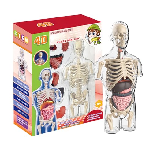 Modell des menschlichen Körpers – Spielzeug mit Anatomie, transparenter menschlicher Torso | pädagogisches Physiologie-Set, innerer Orgel-Puzzle für Kinder ab 6 Jahren von Générique