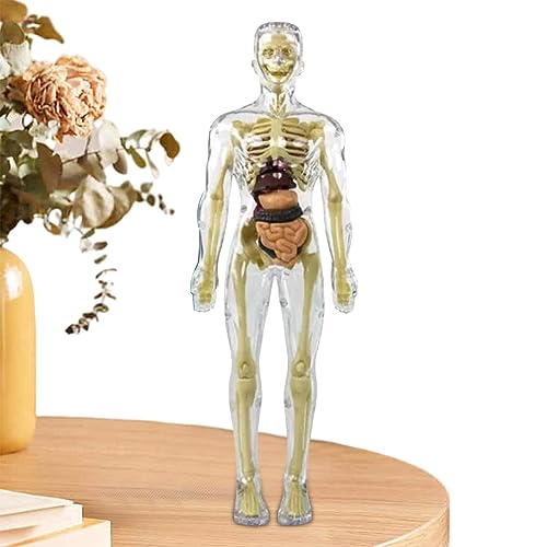 __PLACEHOLDER_BRAND_0__ Interaktives Spielzeug für Mensch Körper – Figur, Human Body Science Toys | Spielzeug zur Montage des menschlichen Körpers, magnetisches Spielzeug des menschlichen Körpers von Générique