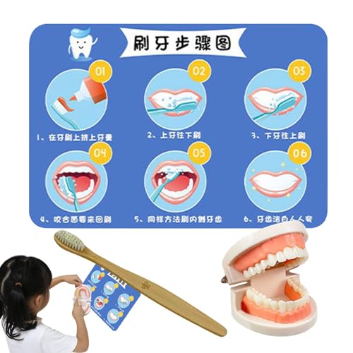 Teeth Brushing Toy, Educational Brushing Teeth Model, Early Education Teeth Toy Set, Interactive Teeth Model with Toothbrush for Teaching Brushing, Interactive Model for Kids von Générique