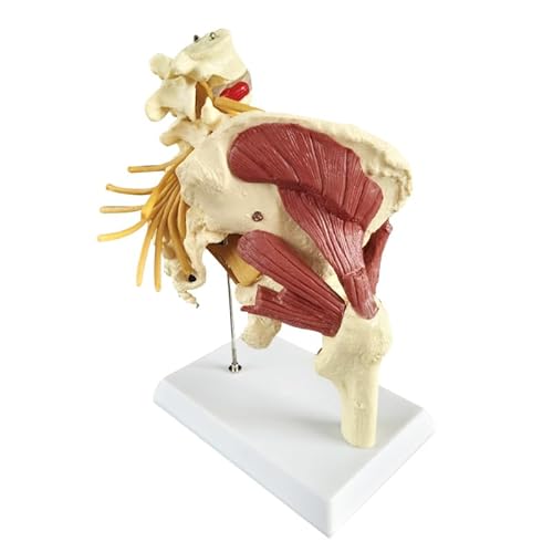 1:1 Nerven, Hüftgelenk, Muskel, Anatomie-Modell, abnehmbare bewegliche Femurköpfe, Produkthandbuchkarte für medizinische Ausbildung, Studium 1:1 Nerven, Hüftgelenk, Muskel, Anatomie-Modell, abnehmbare bewegliche Femurköpfe, Produkthandbuchkarte für medizinische Ausbildung, Studium von Generisch