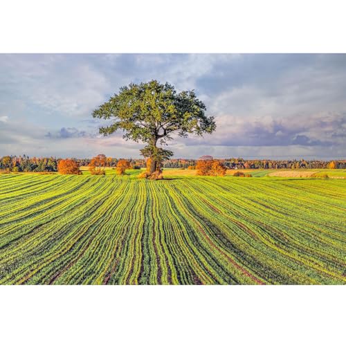 1000 Teile Puzzle für Erwachsene, Großer Baum, Farbenfrohes Legespiel, Pädagogisches Spiel Herausforderung Spielzeug, Impossible Geschicklichkeitsspiel für die Ganze Familie 1000 Teile Puzzle für Erwachsene, Großer Baum, Farbenfrohes Legespiel, Pädagogisches Spiel Herausforderung Spielzeug, Impossible Geschicklichkeitsspiel für die Ganze Familie von Generisch