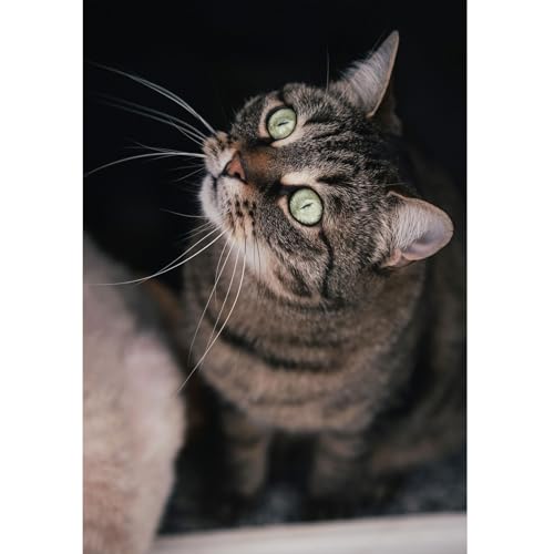 1000-teilige Puzzles für Erwachsene Kinder, Katze, Farbenfrohes Legespiel, Pädagogisches Spiel Herausforderung Spielzeug, Impossible Geschicklichkeitsspiel für die Ganze Familie 1000-teilige Puzzles für Erwachsene Kinder, Katze, Farbenfrohes Legespiel, Pädagogisches Spiel Herausforderung Spielzeug, Impossible Geschicklichkeitsspiel für die Ganze Familie von Generisch