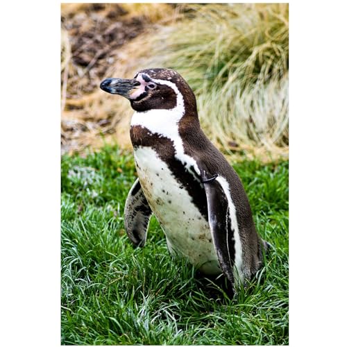 1000-teilige Puzzles für Erwachsene Kinder, Tier Pinguin, Farbenfrohes Legespiel, Pädagogisches Spiel Herausforderung Spielzeug, Impossible Geschicklichkeitsspiel für die Ganze Familie 1000-teilige Puzzles für Erwachsene Kinder, Tier Pinguin, Farbenfrohes Legespiel, Pädagogisches Spiel Herausforderung Spielzeug, Impossible Geschicklichkeitsspiel für die Ganze Familie von Generisch
