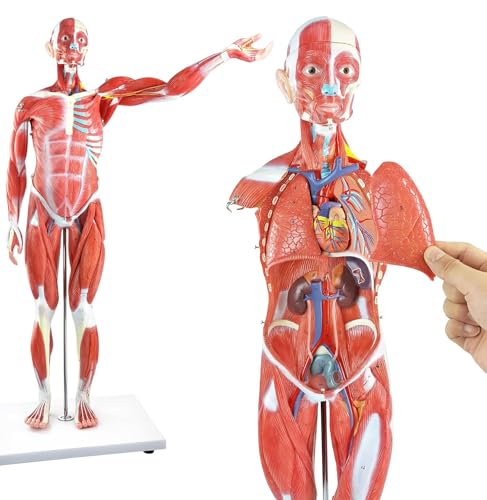 27-teiliges halblebensgroßes menschliches Körpermuskelmodell mit abnehmbaren Organen für Anatomie-Training und Bildung von Generisch