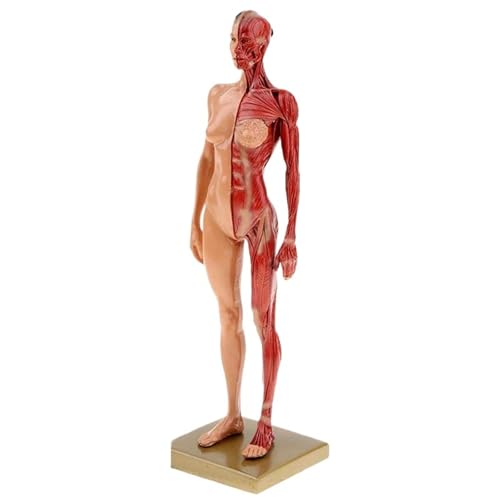 30 cm menschliche Anatomie, Muskel-Skelett-Modell, Halbhaut, Halbmuskel, Harz, medizinische Lehrhilfe (Damen) von Generisch