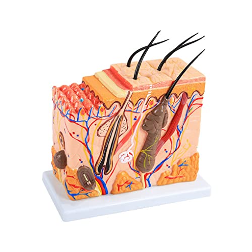 3D-Anatomie-Modell der menschlichen Haut mit vergrößerter 50-facher Ansicht, Detaillierung von Haarfollikeln, Schweißdrüsen und Fettgewebe für den pädagogischen Einsatz in Klassenzimmern und Laboren von Generisch