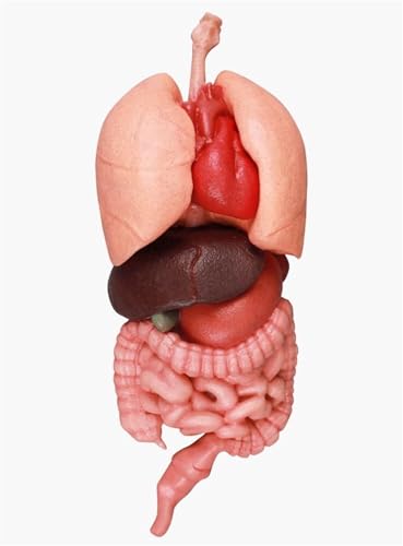 3D Human Torso Organ Anatomy Model Kit Pädagogisches Werkzeug mit Herz, Leber, Milz für Medizinstudenten, Labor & Klassenzimmer Lernen von Generisch