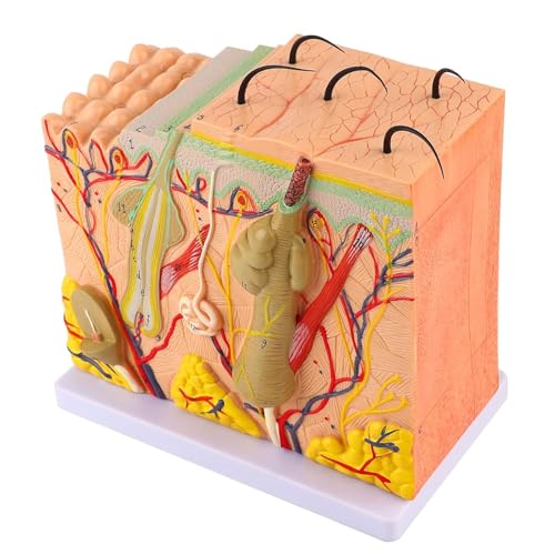 3D-Modell mit 50-facher Vergrößerung für verbesserte Biologie und Dermatologie von Generisch