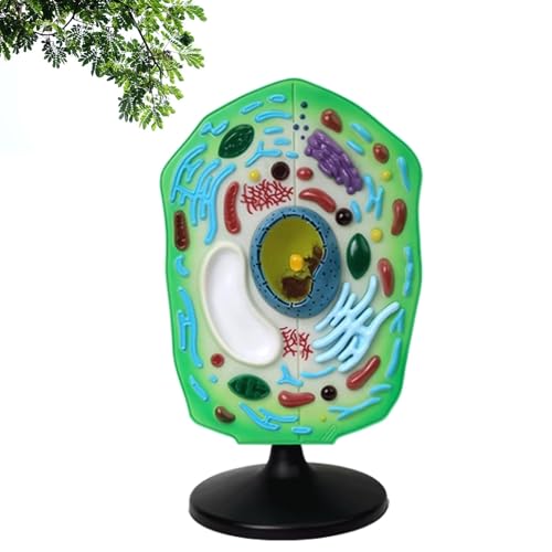 3D-Pflanzenzellen-Modellbausatz, abnehmbare Chloroplasten-Organelle für verbessertes Biologiestudium und Klassenzimmer-Unterricht von Generisch
