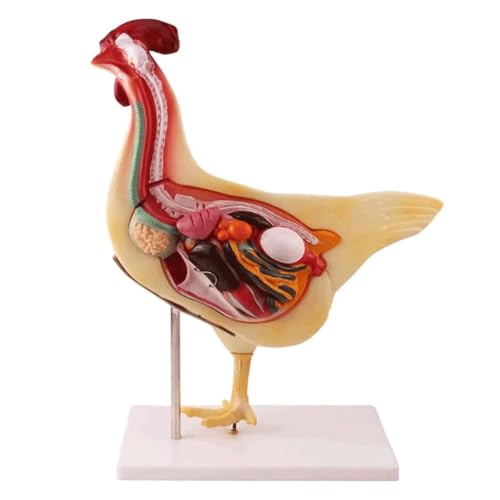 Abnehmbares Hühner-Anatomie-Modell für Biologieunterricht und Tierviszera-Forschung Abnehmbares Hühner-Anatomie-Modell für Biologieunterricht und Tierviszera-Forschung von Generisch