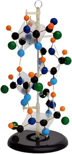 Abnehmbares Protein-Sekundärstrukturmodell für 3D-Biologieunterricht und Demonstration im Klassenzimmer von Generisch
