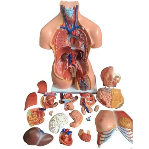 Anatomie-Modell des menschlichen Torsos mit 23 abnehmbaren Teilen für Medizinstudenten und naturwissenschaftliches Lernen Anatomie-Modell des menschlichen Torsos mit 23 abnehmbaren Teilen für Medizinstudenten und naturwissenschaftliches Lernen von Generisch