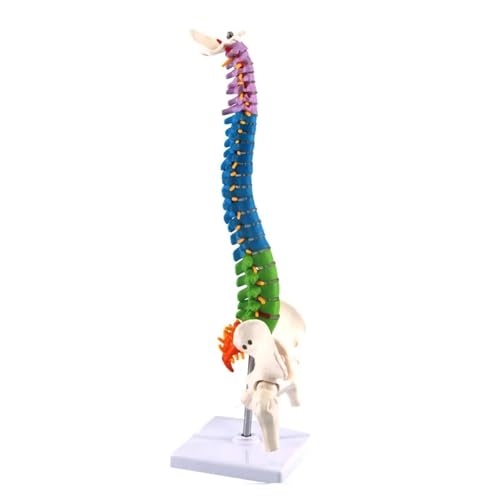 Anatomie-Modell für menschliche Wirbelsäule, Becken, 45 cm, medizinische Wissenschaft, Unterricht, Biologie, Neurochirurgie, Ressourcen, anatomische Modelle, Skelett von Generisch