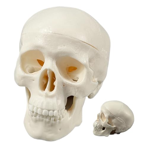 Anatomie-Schädel | Mini-Skelettkopf – Realistischer Totenkopf, Basteln, Halloween-Dekoration für Unterricht, Anatomie, Lernen, Klassenzimmer, Werkzeug, Bildungsdisplay von Generisch