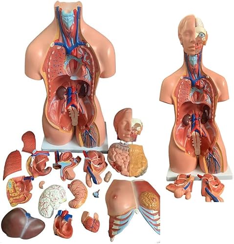 Anatomie-Torso-Modell des menschlichen Körpers mit 23 abnehmbaren Teilen für medizinische Bildung und Wissenschaftsstudium von Generisch