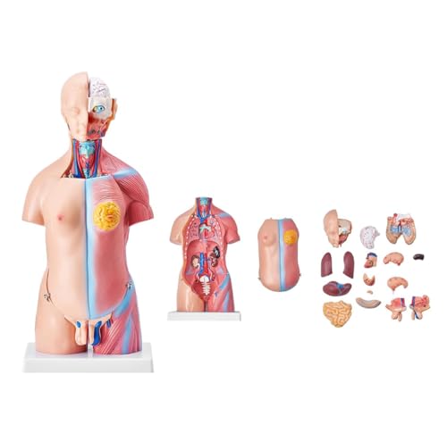 Anatomisches Modell des menschlichen Körpers mit 23 abnehmbaren Organen – 45 cm pädagogisches Torso-Modell für Anatomiestudien Anatomisches Modell des menschlichen Körpers mit 23 abnehmbaren Organen – 45 cm pädagogisches Torso-Modell für Anatomiestudien von Generisch
