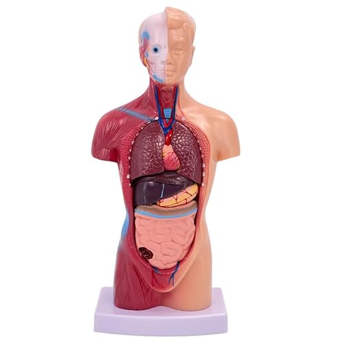 Anatomisches Skelettmodell des menschlichen Torsos, 15 Teile, 27,9 cm, anatomisches Skelettmodell mit abnehmbaren Organen für Kinder und Studenten, um den Körper zu erkunden und Bildungsdisplay zu von Generisch
